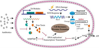 Are Bacterial Persisters Dormant Cells Only?